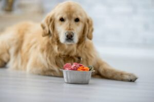 Dog about to eat supplements
