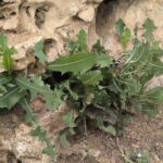 Foraging Wild Lettuce: Edible and Medicinal Wild Plant