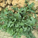 A Very Edible Nature Walk, Part 1
