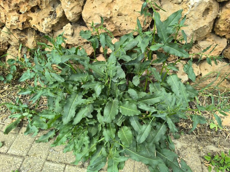 A Very Edible Nature Walk, Part 1