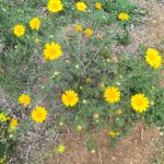 A Very Edible Nature Walk, Part 2