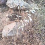 Foraging Oatstraw: An Edible and Medicinal Wild Plant