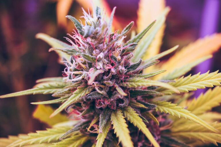 Tips to Save Money at Medical Marijuana Dispensaries in Pennsylvania