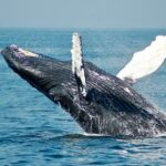 Budget Family Trip to Tofino: How to Save Big on the West Coast